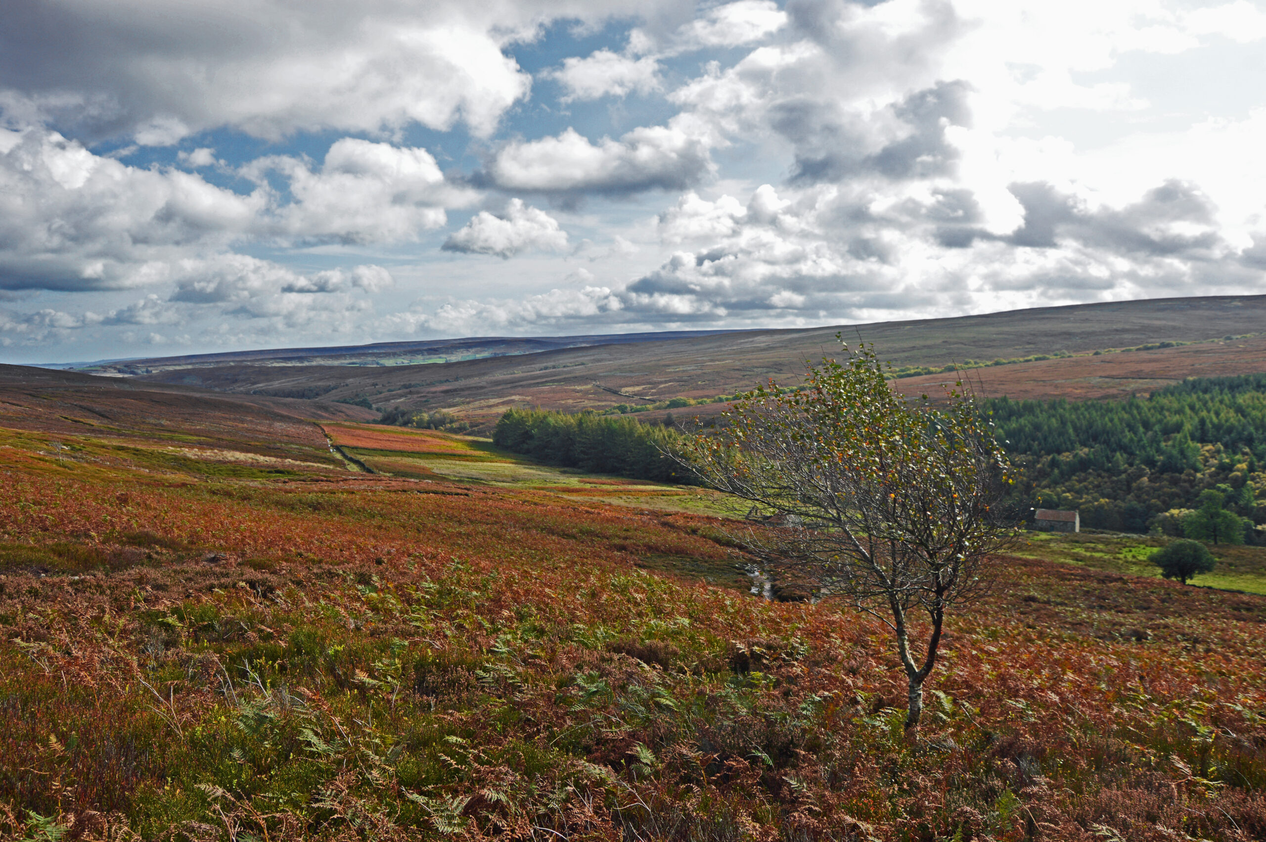 autumnal landscape in the north york moors