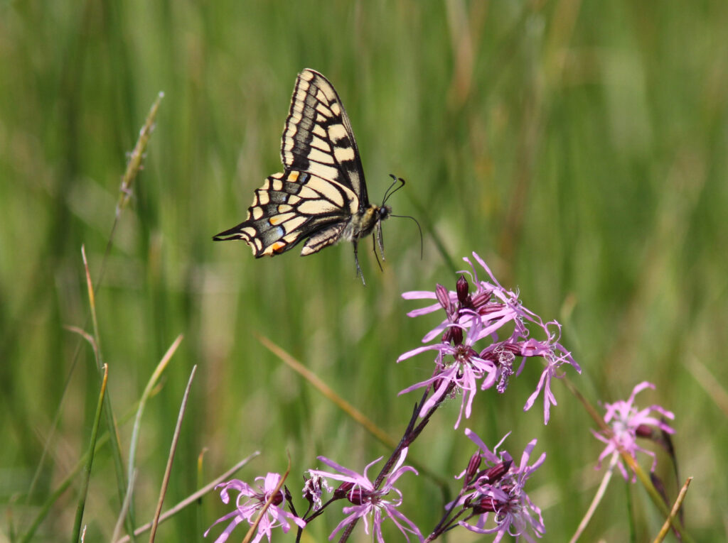 swallowtail butterfly