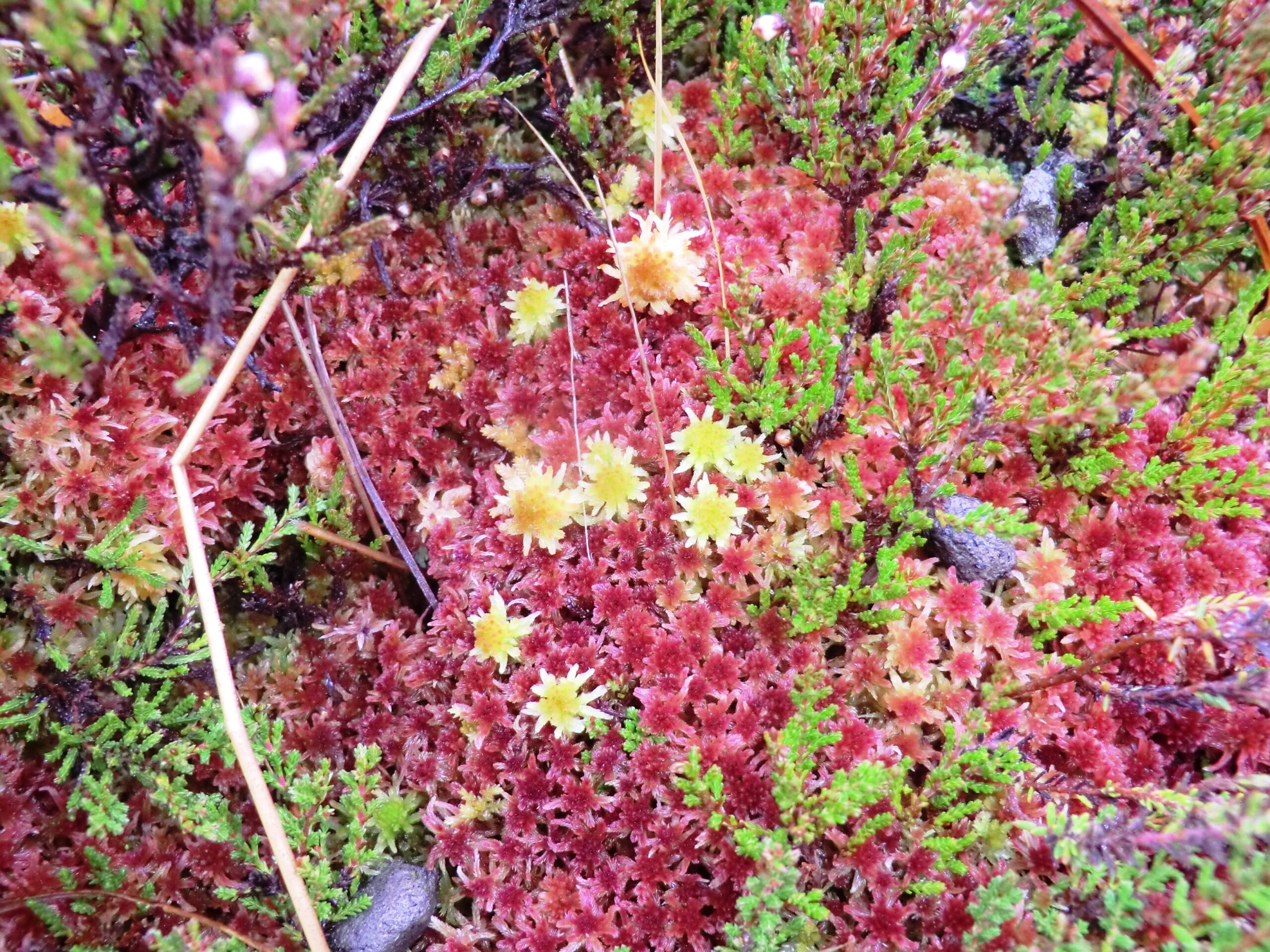 a close-up of sphagnum moss