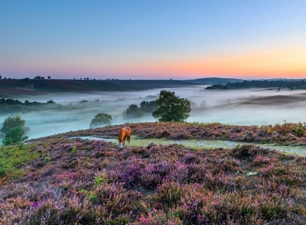 New Forest National Park early morning mist with horse and purple heather