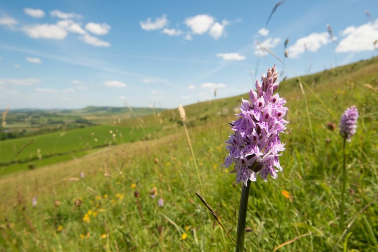 South-Downs_Wilmington