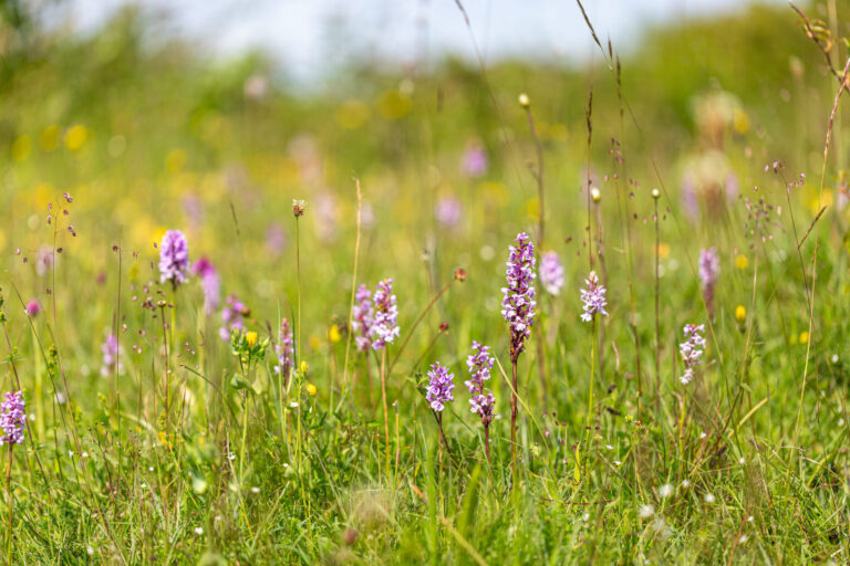 South Downs National Park